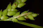 Thinfruit sedge